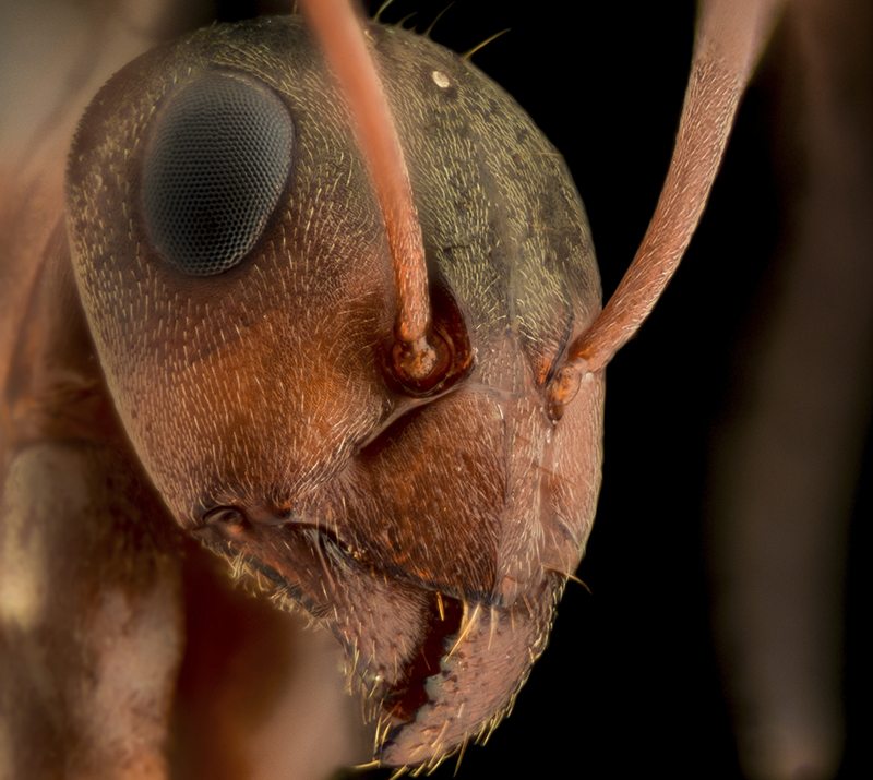 Ant head