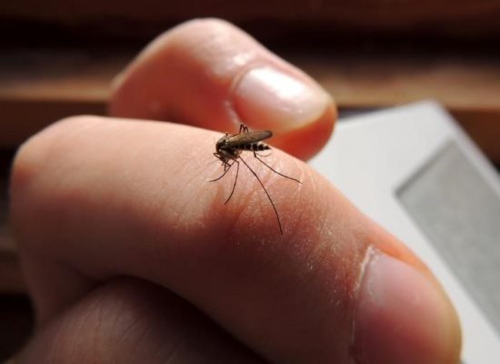 5 Reasons Why Mosquitoes Bite Some More Than Others