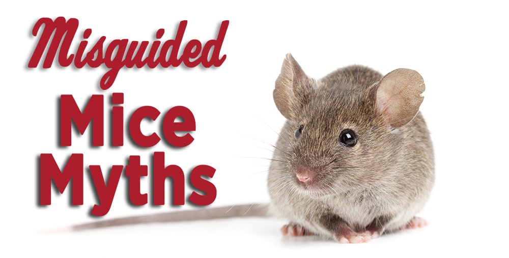 Fact or Fiction: Is Cheese the Best Bait for Mice?