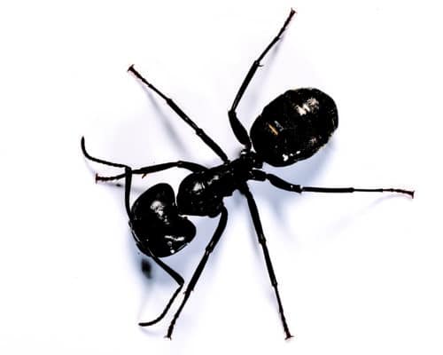 Snekker Ant