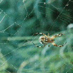 ppma-orb-weaver-spider-web-thumb