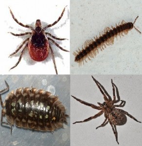 Multiple Pest Crawlers