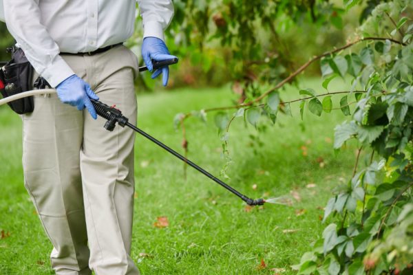 SP spraying low shrub