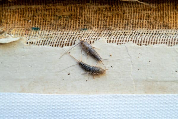 How to Prevent a Silverfish Infestation