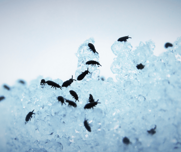 Wake Up Call: What Pests Are Waking Up For Spring and How To Prepare ...