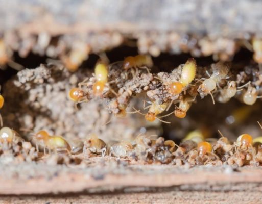 Is There a New Super-Termite on the Rise?