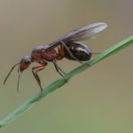 swarmer ant, flying ant