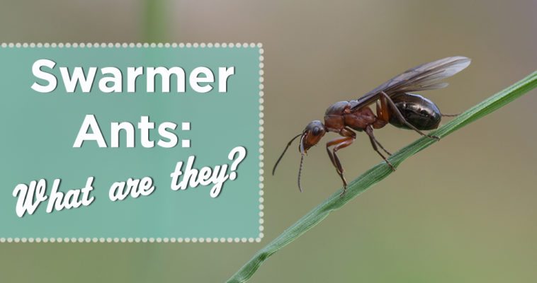 Swarmer Ants: What are they?