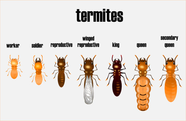 Termite life cycle illustration