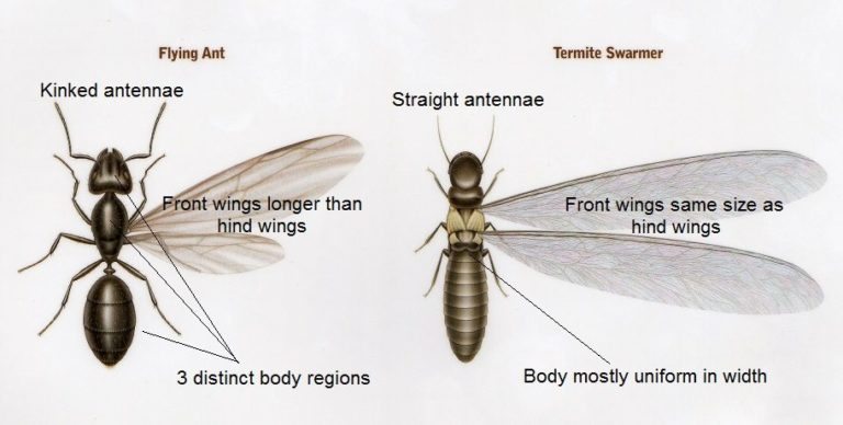 Swarmer Ants - Identify Winged Termites vs. Flying Ants