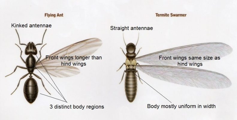 Termite vs. Flying ant