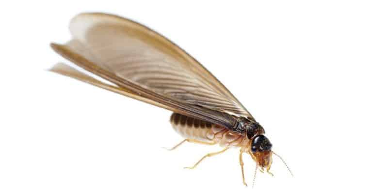 What are Termite Swarmers?