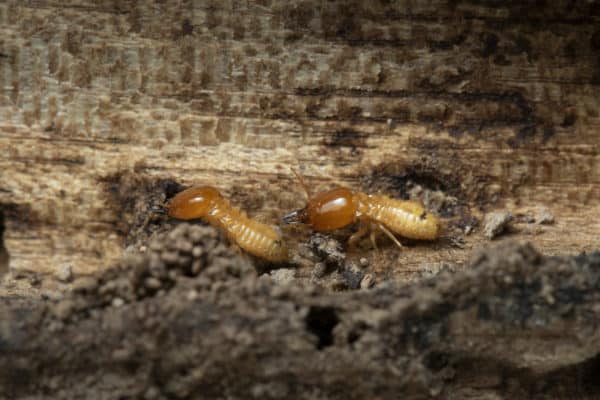 Termites on wood