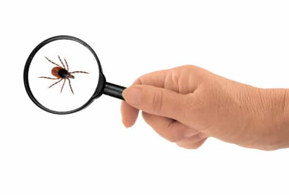 Found a Tick? Here’s What to Do!