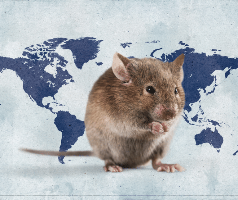 How The House Mouse Took Over The World Modern Pest Services