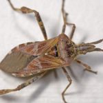 Closeup of a Western Conifer Seed bug on a wall