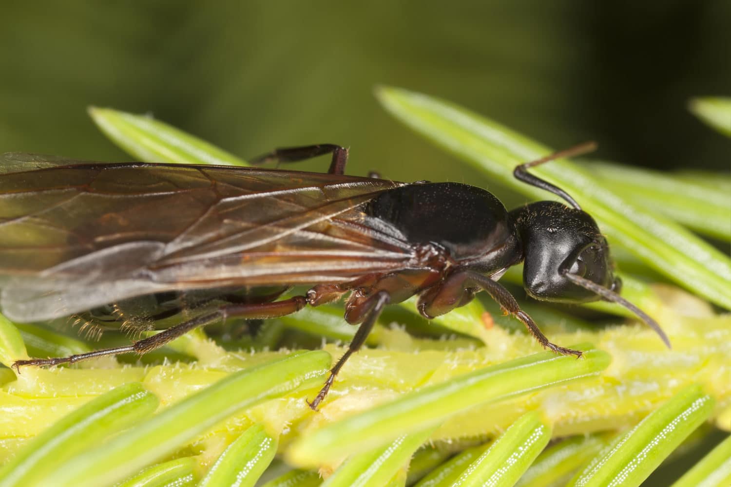 What Do Carpenter Ants Look Like With Wings At Eliseo Gonzalez Blog