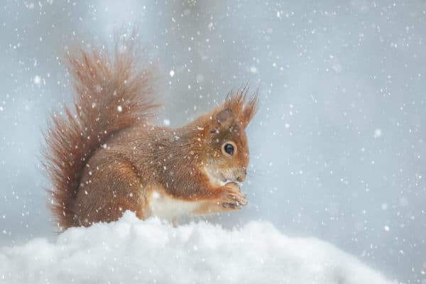 Red squirrel in winter snow