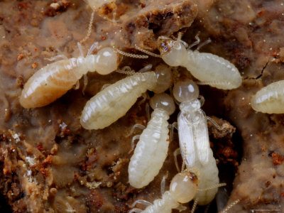 a-group-of-eastern-subterranean-termites-order-isoptera