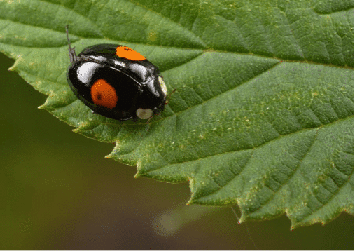 Asian Lady Beetle