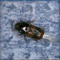Bark beetle identification for pest control in ME, MA, and NH