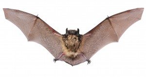 Going Batty: Seeking Bat Control in Nashua