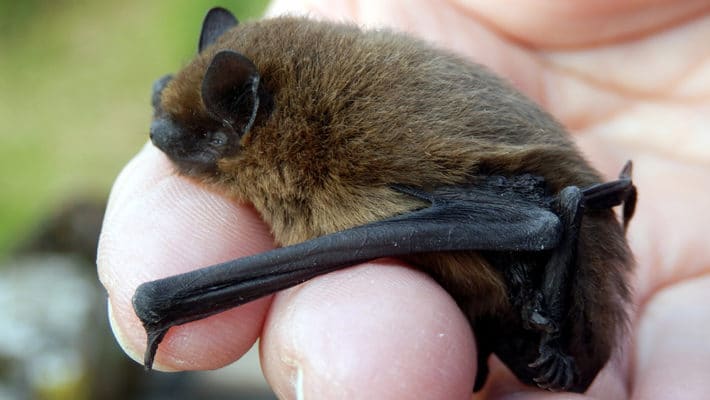 Five Signs You Have Bats!