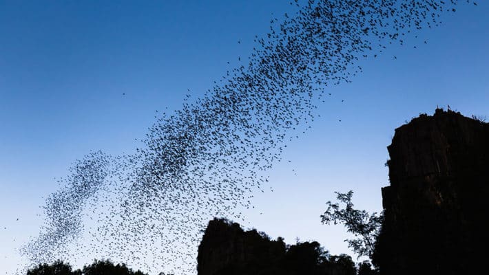 Bats: Menacing or Misunderstood?