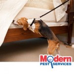 Dog Sniffing a Bed for Bed Bugs