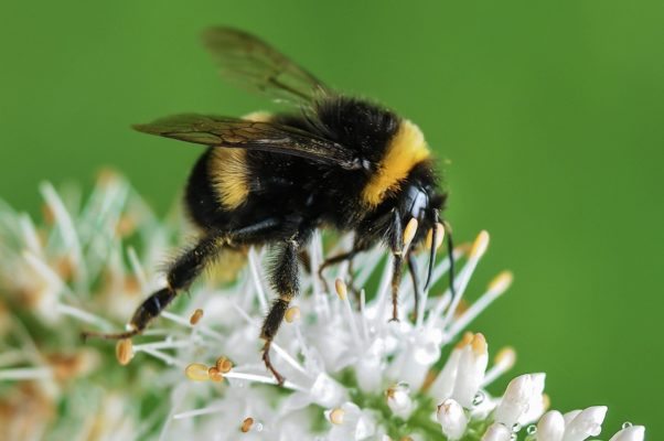 How to Plant Gardens that Help Honeybees Thrive