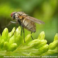 Blow fly identification