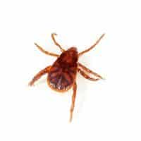 Brown dig tick identification for pest control in ME, MA, and NH