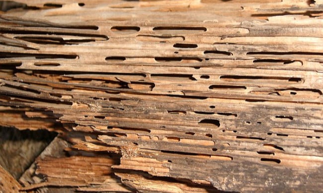 Carpenter ants wood damage