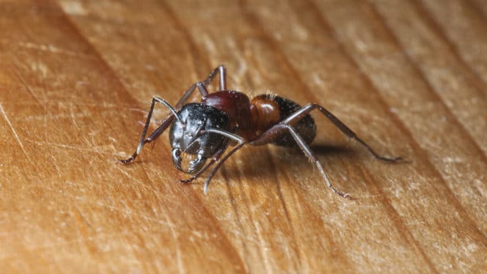 Resolving a Carpenter Ant Infestation