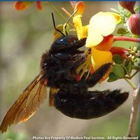 Carpenter bee pollinating flower