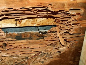 Carpenter Ant Damage to Wood