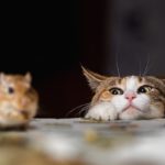 Cat and Mouse Image