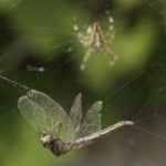 A Dragonfly tangled in the orb-web of a European Garden Spider