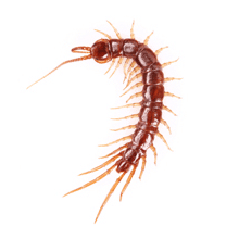 Centipede identification for pest control in ME, MA, and NH