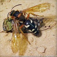 The cicada killer
