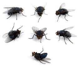 Modern Pest Control Cluster Flies