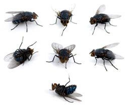 Cluster Flies