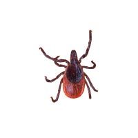 Black-legged (Deer) Ticks