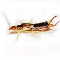 Earwig identification for pest control in MA, ME, and NH
