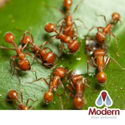 The Secret To Controlling Fire Ants - Spring-Green Lawn Care