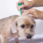 puppy getting test for Lyme