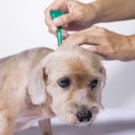 Flea Treatment Shot for Dog