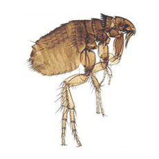 Flea identification for pest control in ME, MA, and NH