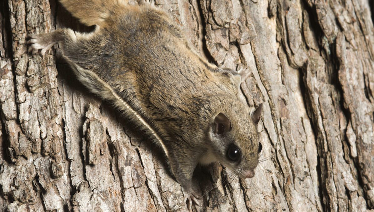 Getting Rid of Flying Squirrels in an Attic