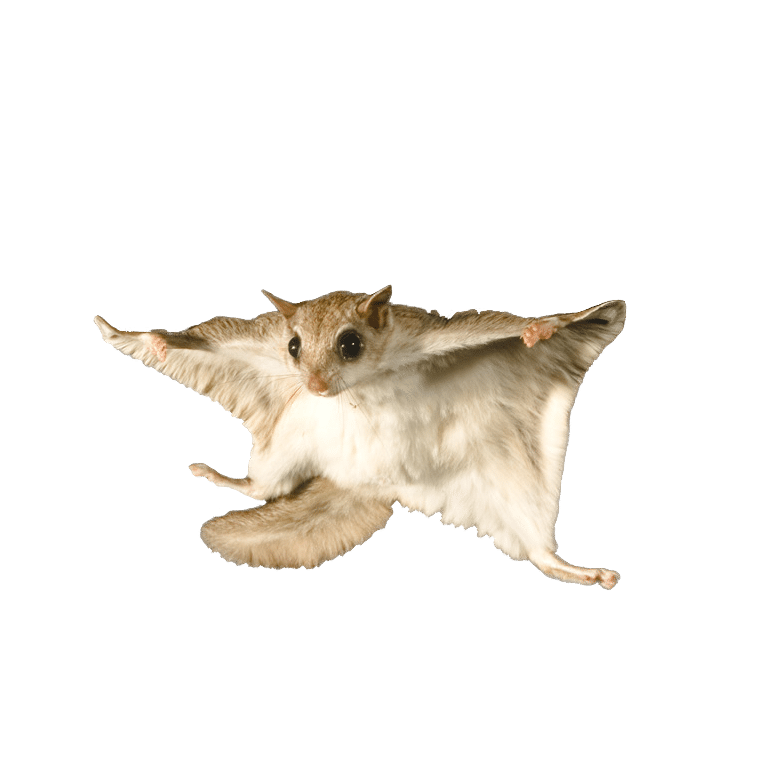 flying squirrel